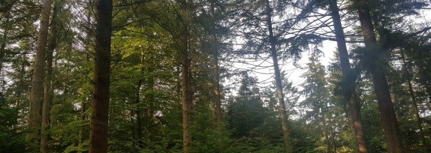 Rold Skov today Rold Skov