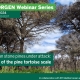 EUFORGEN webinar on Mediterranean stone pines