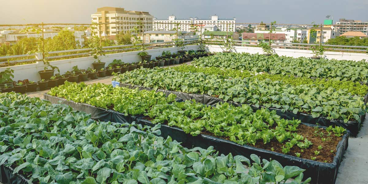 Urban garden rooftop