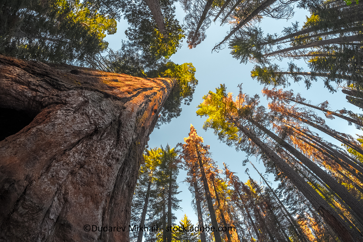 Canopy from the ground