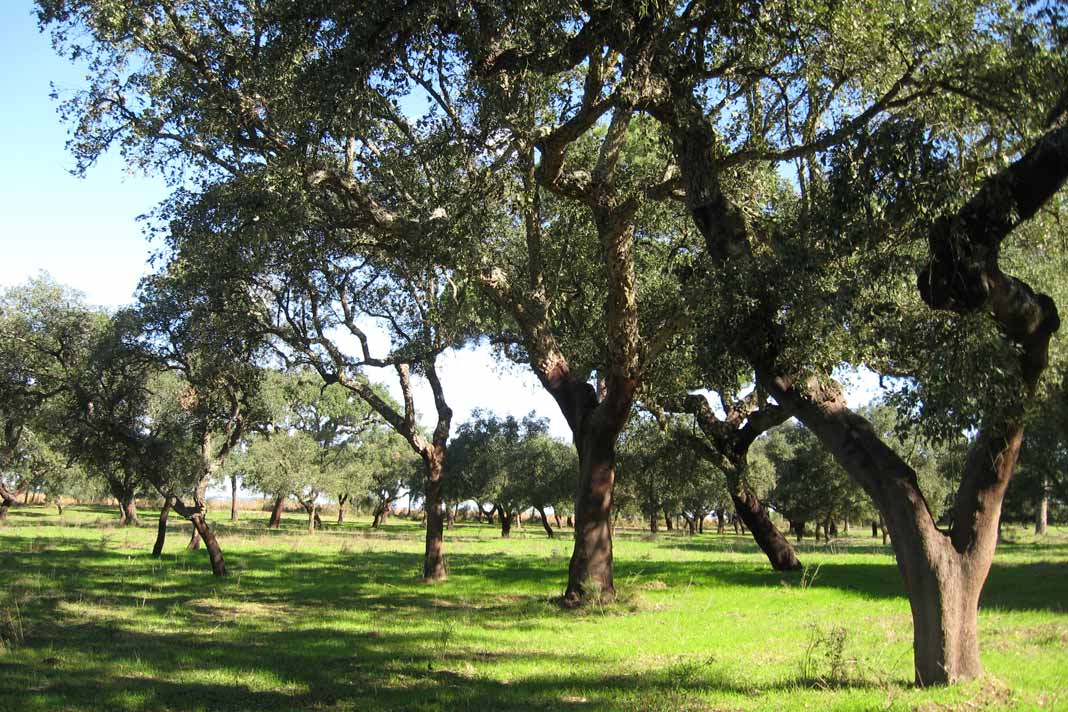 Cork trees in Catalunya