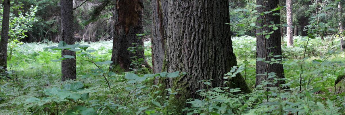 Approach, findings and conclusions of a systematic assessment of scientific evidence on the Białowieża Forest Białowieża Science Initiative