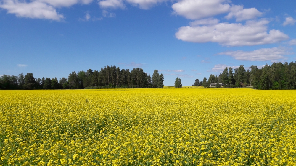 Brassica rapa in Onttola/Puntarikoski, North Karelia in spring