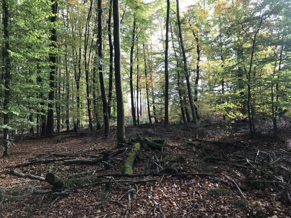 Aachen forest