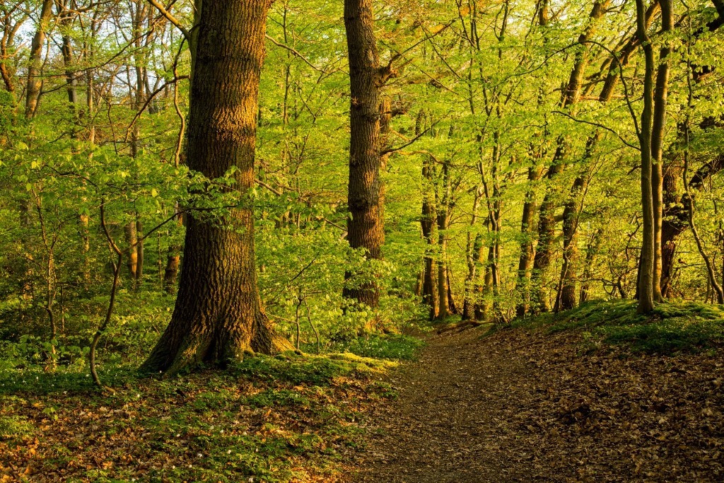 Kottenforst Managed forests can look natural