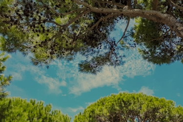 Status of Mediterranean Forests (SoMF 2025)