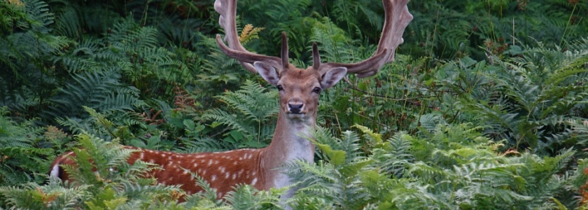 Deer in Denmark Deer in Denmark