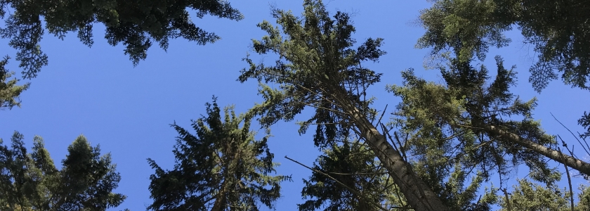 Czech forest
