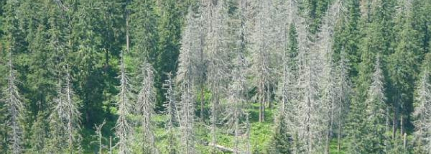 storm damages