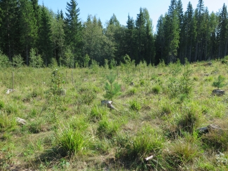 Regenerating forest stand, 2018 Vaahermaki