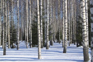 winter forest