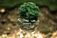 forest governance